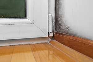 Mold inspection service